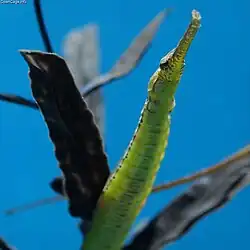 S. biaculeatus en el Acuario Público del Puerto de Nagoya, Japón