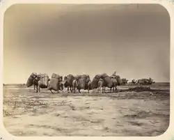 Caravana en Sir Daria, Álbum del Turquestán, ca. 1865-1872.