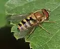 Syrphus sp. (macho)