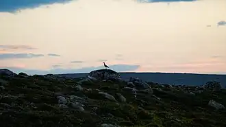 Limícola en los roquedos del parque