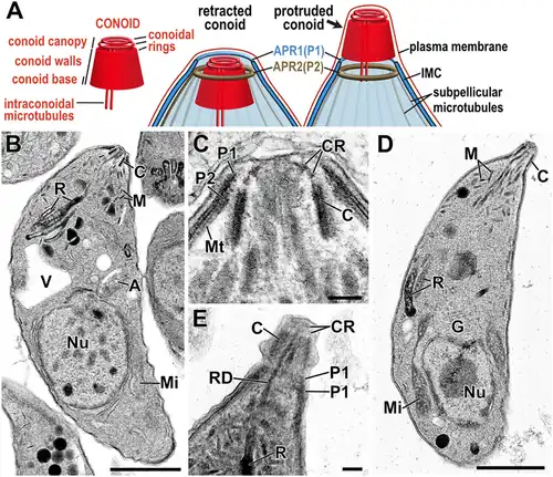 Conoide= C de un Toxoplasma gondii en su etapa de taquizoito.