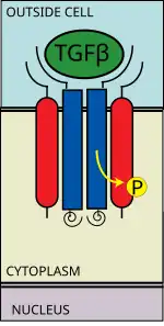 Tipo #II reclutas de receptor escriben yo receptor y phosphorylates