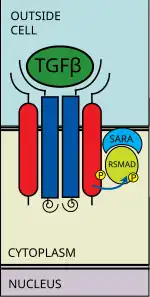 Escribe yo receptor phosphorylates R-SMAD