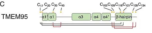 Organización de Dominios. α= Hélice alfa. β= Lámina beta (coil).