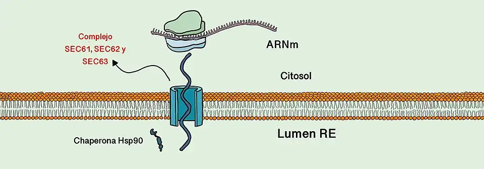 El SEC63 forma parte del complejo translocón que, como se puede observar en la imagen, ayuda a introducir el péptido al lumen del RE. Una proteína chaperona (en este caso, Hsp90) ayudará a su correcto plegamiento.