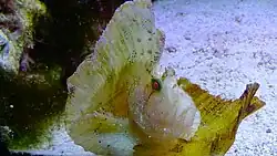 Taenianotus triacanthus.