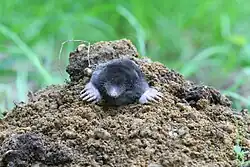Talpa europaea