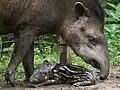 Tapir americano con su cría en el Zoo Buenos Aires
