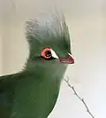 Turaco de Guinea.
