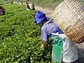 Trabajador recogiendo brotes de té en Tanzania.