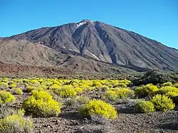 El Teide rodeado de Hierba Pajonera (Descurainia bourgaeana)