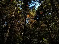 Temascaltepec[98]​