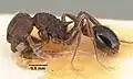 Tetramorium guineense