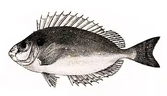 Ilustración de S. canaliculatus , George Henry Ford, 1878