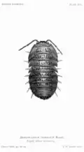 Armadillidium depressum