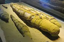 Cocodrilos momificados de varias edades, en honor a Sobek