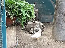 Un pato Mandarin leucístico (Aix galericulata)