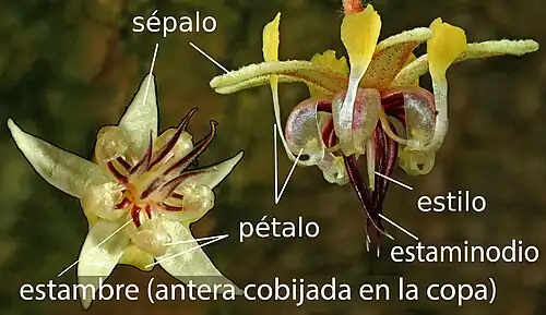 Flor de Theobroma cacao, las uñas de los pétalos expandidas en capuchones petalares que protegen los estambres.