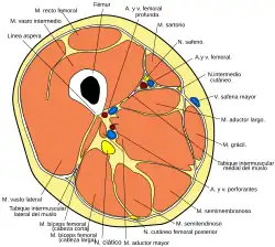 Corte transversal del muslo.