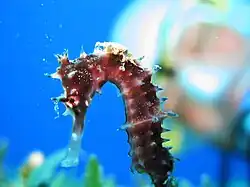 Hippocampus jayakari