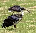 Ibis australiano