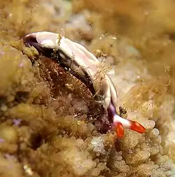 Thuridilla albopustulosa