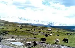Yaks pastando, Sinkiang, China