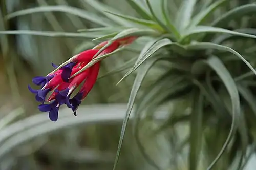 Hábito del clavel del aire, flores violetas y brácteas rosadas.