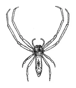 T. vexillifer, Rodrigues