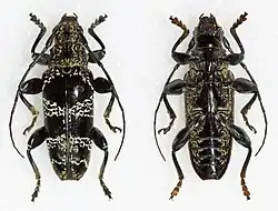 Tmesisternus politus