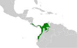 Distribución geográfica del titirijí cabecinegro.