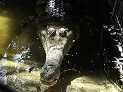 Gavial Malayo en conservación.