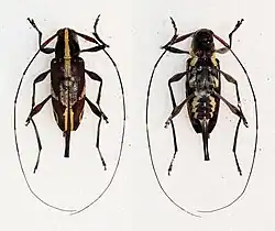 Toronaeus suavis