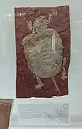 Tortuga fósil en el Museo de Tepexi