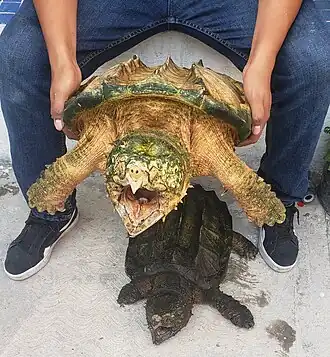 Tortuga caimán con hypomelanismo (arriba) y tortuga caimán nominal(abajo), ejemplar en cautiverio, Puebla, Puebla, México. Fotografía de Arturodav.