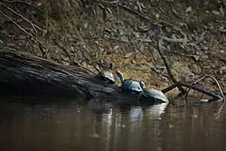 Petas de río (Podocnemis unifilis) tomando el sol en la Amazonía boliviana.