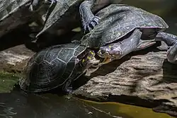 Dos tortugas (Podocnemis unifilis) luchando por espacio en un tronco en la Amazonía boliviana.