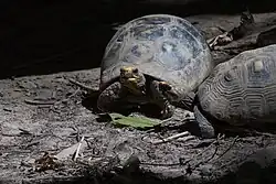 Dos tortugas (Chelonoidis carbonarius) tomando el sol.