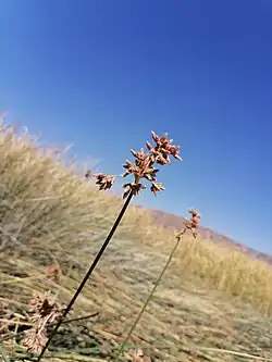 Totora al rededor de la laguna.