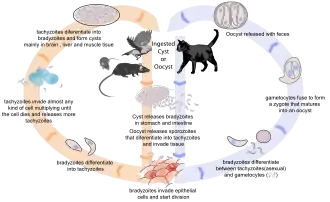 Ciclo de vida de Toxoplasma (Sarcocystidae)