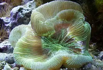 Trachyphyllia geoffroyi, Merulinidae