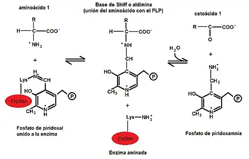 Primera etapa de la transaminación