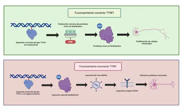 Trastornos neurológicos relacionados con la expresión del gen TYW1