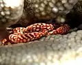 Cangrejo (Trapezia flavopunctata) en Réunion en un coral (Pocillopora eydouxi).