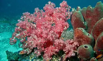 Dendronephthya sp. junto a esponjas en Sabah, Malasia