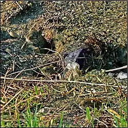 Tres topillos asoman de sus madrigueras