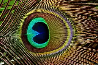 Pluma de pavo real (detalle)