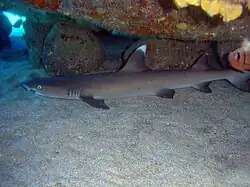 Vista lateral de un tiburón desplazándose por el interior de una cueva en el coral