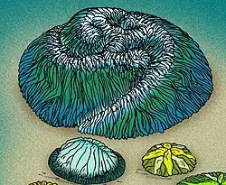 Tribrachidium (Trilobozoa)