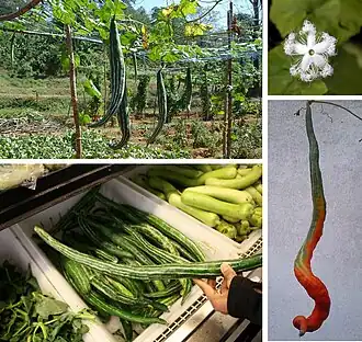 Trichosanthes cucumerina var. anguina se consume inmaduro como verdura de estación, y su pulpa madura como sustituto del tomate. Flor con pétalos desplegándose.